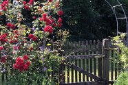 Rosen am Gartentor