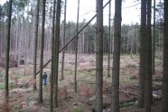 Fichtenwald