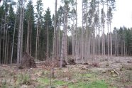 Fichtenwald