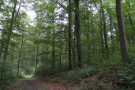 Waldweg