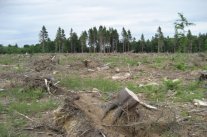 Waldschäden nach Sturmwurf