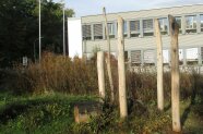 Altgrasbestand vor dem AELF Bad Neustadt