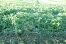 Planterra 4023