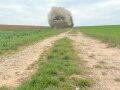Feldweg, dessen Mittelstreifen grün bewachsen ist
