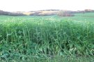 Greening Spätsaat