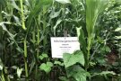Parzelle Mais-Bohnenmischung mit Versuchsbeschreibung auf Feldtafel