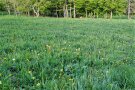 Wiese im Frühjahr mit Herbstzeitlosen, noch ohne Blüten