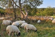 Schafe auf der  Weide