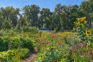 Marktgemüse und bunte Blumen, eingerahmt von Baumreihen