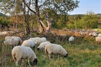Schafe auf der  Weide