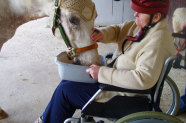 Frau im Rollstuhl füttert Pferd
