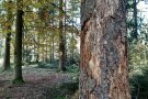 Fichtenstamm, durch Borkenkäferbefall abgestorben