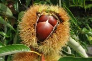 Frucht der Esskastanie in Ihrer Hülle