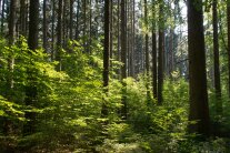 Buchenverjüngung unter Fichte