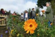 Blume im Vordergrund, dahinter leicht verschwommen ein paar Frauen